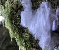 علماء يفكون لغز ظاهرة «جليد الشعر» المُحيرة.. صور