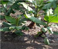 «الزراعة» تحصن «الموز» من الآفات.. وهذه نصائح تضمن محصول «آمن»