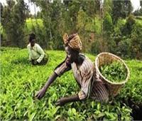 تراجع صادرات الإنتاج الزراعي في كينيا مع انخفاض الطلب الأوروبي