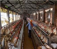 إعدام 50 ألف دجاجة في السنغال بسبب إنفلونزا الطيور