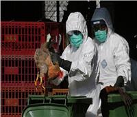 إعدام 400 ألف بطة بعد تفشي إنفلونزا الطيور في فرنسا 