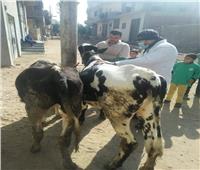قافلة بيطرية بجامعة الزقازيق: عالجنا ٢٢٠٦ حيوانا وطائرا 