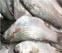 «أمن القليوبية» يضبط شحنة أسماك فاسدة قبل ترويجها