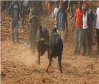فيديو| «قتال الجواميس» حاضر في مهرجان الحصاد للهندوس بالهند ونيبال