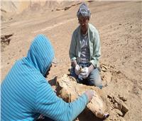«تعود لأكثر من 70 مليون سنة».. اكتشاف عظام أكبر سلحفاء بحرية في مصر| صور