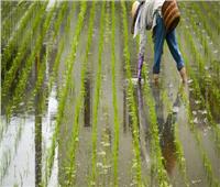 الصين تخطط  لزراعة أرز هجين مقاوم للملوحة
