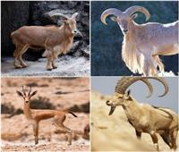 3 حيوانات برية معرضة للانقراض في مصر 
