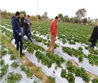 «الزراعة»: نجاح تجربة زراعة الفراولة بالتنقيط في دمياط.. صور
