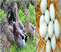 دراسة: تناول بيض البط كل صباح يحمي من هذا المرض