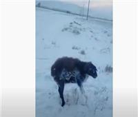شاهد| تجمد حيوانات بكازاخستان بسبب درجة الحرارة 
