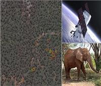 استخدام الأقمار الصناعية لتتبع ومعرفة الحيوانات المهددة بالانقراض