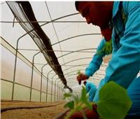 «زراعة الوادي الجديد» نستهدف جذب العمالة من مختلف المحافظات 