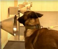 بلجيكا تدرب الكلاب على اكتشاف المصابين بفيروس «كورونا»