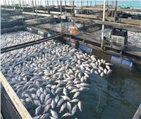 2 مليون طن حجم إنتاج مصر من الأسماك والأولى إفريقيا