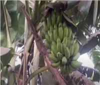 مزارعي الموز بالقليوبية: نقص الوعي سبب عرقله التصدير