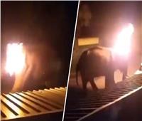 شاهد بالفيديو| احتراق فيل يبلغ من العمر 40 عاما في الهند