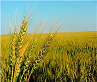 الزراعة تشكل لجان للمرور على حقول القمح لاكتشاف « الصدأ الأصفر» وعلاجه