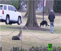 «كلاب» بايدن تصل إلى البيت الأبيض | فيديو