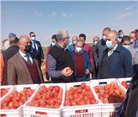 وزيرا الزراعة والري يتفقدان مزرعة الطماطم بغرب المنيا 