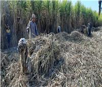 حكايات| «الحصاد المُر».. صناعة السكر من الأرض حتى المصنع 