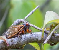 أمريكا تستعد لغزو المليارات من حشرات «السيكادا» 