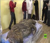 اكتشاف «وحيد القرن» عمره 20 ألف عام| فيديو