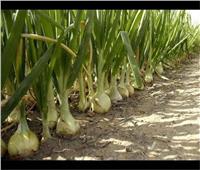 «الزراعة» تصدر توصيات  لمزارعي محصول البصل يجب مراعاتها خلال فبراير