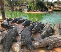 بحيرة التمساح.. أغرب وجهة سياحية في العالم