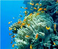 غرفة الغوص تطلق مبادرة لحماية الشعاب المرجانية بمدينة دهب