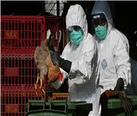 الصين تؤكد وجود حالات إصابة بأنفلونزا الطيور الشديدة العدوى
