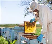 قواعد ما بعد «بريكست» تهدد تجارة النحل في بريطانيا