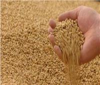 التموين: الاحتياطي الاستراتيجي من القمح يكفي حتى 31 يوليو