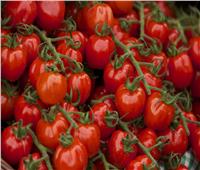 خطوات لحماية محصول «الطماطم» من الطقس السييء