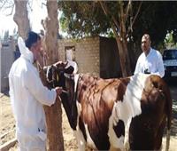 «بيطري الفيوم»: نستهدف تحصين 177 ألف رأس ماشية ضد الحمى القلاعية 
