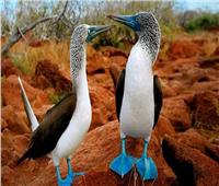 صاحب الأرجل الزرقاء.. أكثر طيور الإكوادور غرابة