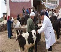 انطلاق الحملة القومية لتطعيم الماشية ضد الحمى القلاعية بالقليوبية