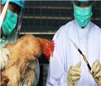 دولة عربية تكتشف بؤرة لسلالة أنفلونزا الطيور
