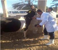 تحصين 3063 رأس ماشية ضد مرضي الحمى القلاعية ببني سويف