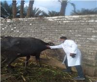 الزراعة: تحصين 590 ألف رأس ماشية ضد مرض الحمي القلاعية والوادي المتصدع| صور