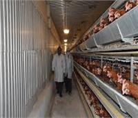 ضبط 15 طن دواجن فاسدة في حملة على مصانع مواد غذائية بالقليوبية