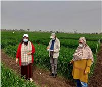 «لجنة من الزراعة» تتابع محصول القمح للتأكد من تنفيذ الإرشادات| صور