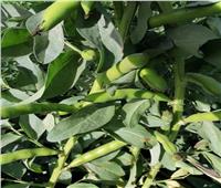 «الزراعة» تتابع محصول الفول البلدي بدمياط وتقدم توصياتها للمزراعين