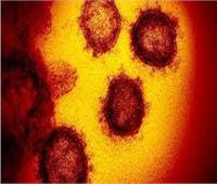 استشاري مناعة: هناك احتمالية لموجة ثالثة من فيروس كورونا