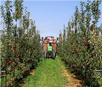 6 توصيات لمزراعي التفاح والكمثري يجب إتباعها لمكافحة الآفات