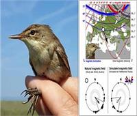 دراسة: الطيور تستخدم المجال المغناطيسي للأرض لتصحيح مسارها عندما تضيع
