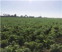 «القومية للنهوض بالمحاصيل البقولية» تقدم نصائحها لمزارعي الغربية.. صور
