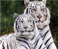 باكستان.. حديقة حيوان تعلن نفوق شبلي نمر أبيض بسبب «كورونا» 