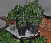 إحالة مصري يحمل جنسية أجنبية للجنايات لزراعة «الماريجوانا» بشقته بالجونة