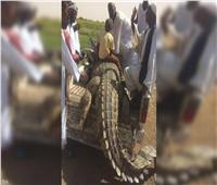 «التهم شخصين».. مزارع سوداني يصطاد تمساح ضخم بطول 5 أمتار | صور