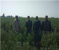 توصيات «القومية للنهوض بالمحاصيل» لمزارعي قنا بسبب محصول الفول